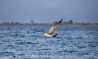 A seagull flying over the sea