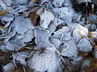 first frost on fall leaves on the ground