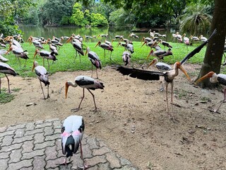 group of flamingos