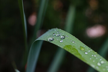 Gotas de lluvia sobre hojas verdes en plena naturaleza, tras una tormenta de verano.
