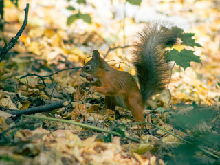 squirrel in the autumn park