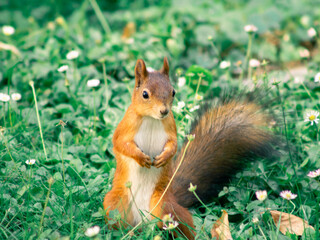 Red squirrel in the park