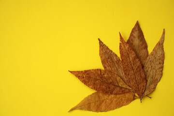 Dry autumn leaves on a yellow background.