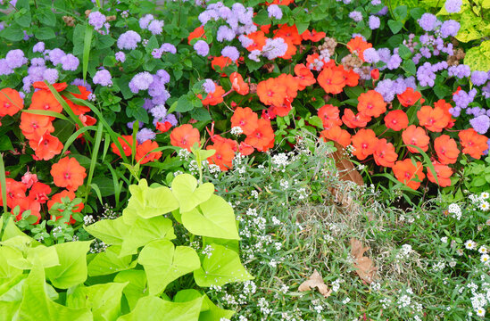 Minimalistic flower bed with colourful different flowers in Pau, France