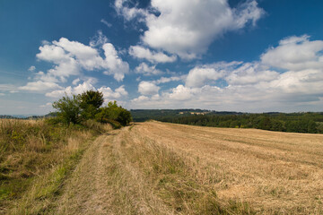 Fototapeta na wymiar A stubble field,close to path in summer day under white clouds.