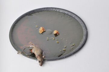 rat was glued on black tray and it was dying ,glued mice, mouse traps isolated on white background.Selective Focus 