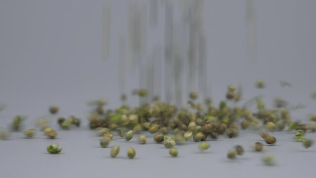 falling cannabis seeds, marijuana breeding. High quality FullHD footage