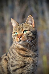 beautiful cat on autumn afternoon