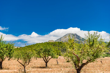 Fototapeta na wymiar Plain in Tramuntana mountains with walnut trees - Mallorca in summer time - 4181