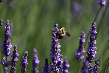 Bee on Lavender in Fields