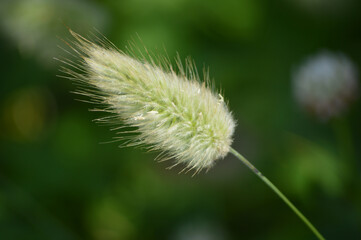 Closeup of a haretail grass stem