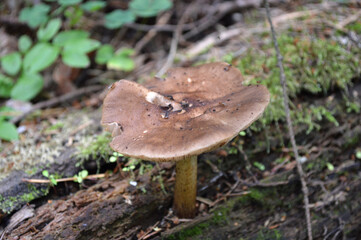 Closeup of a brown-cap mushroom 