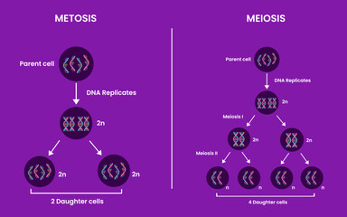 Differences Between Mitosis and Meiosis. Mitosis vs Meiosis. Medical infographic design. Vector illustration.