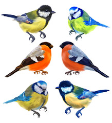 Digital set with colorful forest birds. With transparent layer.