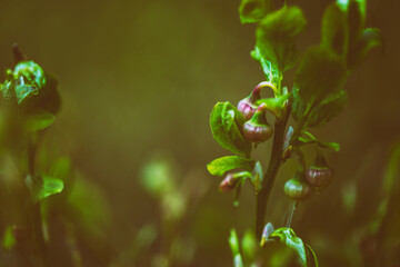 Wild blueberry flowers. White bell-shaped pink, red tinged flowers. Vintage look.
