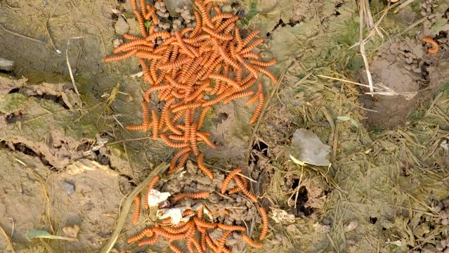 The caterpillar is crawling on the soil. Caterpillar close-up.