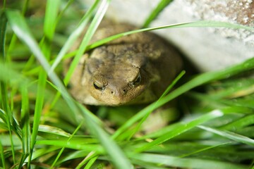 The toad is sitting in the grass. The study of amphibian animals. Fauna and zoology.
