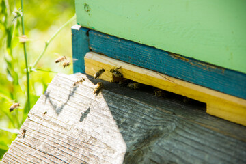 Closeup Hive of bees in the apiary at sunny summer day on nature. Apiculture concept.