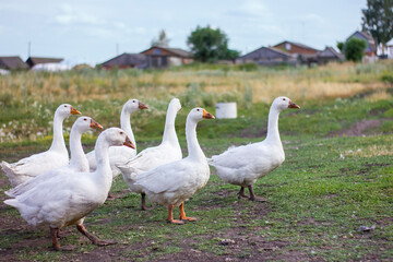 Flock of domestic white geese on a green meadow at sunny summer day.