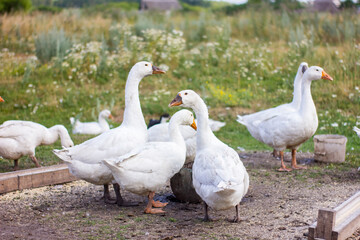 Flock of domestic white geese on a green meadow near the feeder at sunny summer day.