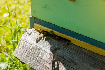 Closeup Hive of bees in the apiary at sunny summer day on nature. Apiculture concept.