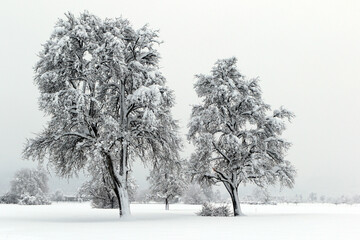 zwei Obstbäume im Winter