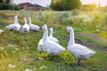 Flock of domestic white geese on a green meadow at sunny summer day.