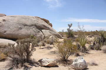 Joshua tree Californie 