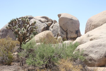 parc Joshua tree Californie 