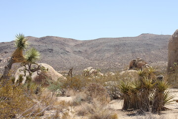 paysage Californie Joshua tree 