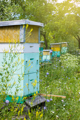 Hives of bees in the apiary at sunny summer day on nature. Apiculture concept.