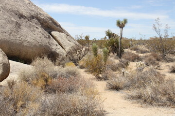 paysage rocher, cactus Joshua tree Californie