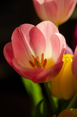 pink and yellow tulip