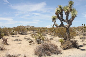 Fototapeta na wymiar Joshua tree Californie cactus