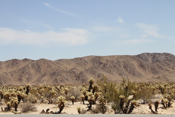 paysage cactus parc Joshua tree Californie