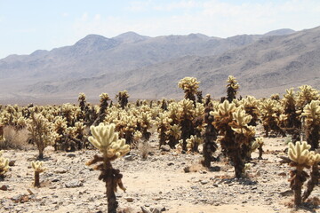 cactus Joshua tree Californie