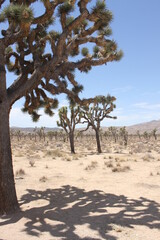Fototapeta na wymiar joshua tree californie