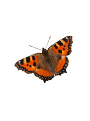 Fototapeta na wymiar Roter Schmetterling (Kleiner Fuchs aus Europa) freigestellt, transparent ohne Hintergrund