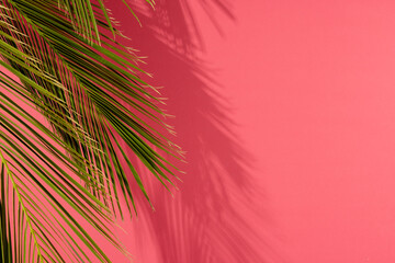 Composition of green lush leaves with copy space on pink background