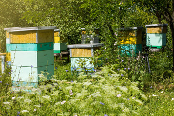 Hives of bees in the apiary at sunny summer day on nature. Apiculture concept.