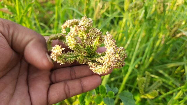 Eleusine coracana or finger millet plants. It is called Ragi and madua in India and Kodo in Nepal. It  is an annual herbaceous plant. Its widely grown as a cereal crop in the in Africa and Asia.