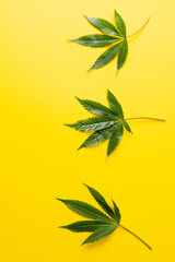 Fototapeta na wymiar Vertical image of marihuana leaves lying on yellow background