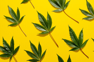Fototapeta na wymiar Image of marihuana leaves lying on yellow background