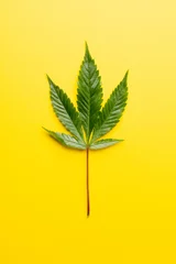 Foto op Plexiglas Vertical image of marihuana leaf lying on white background © vectorfusionart