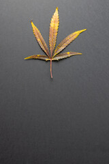 Vertical image of marihuana leaf on grey surface