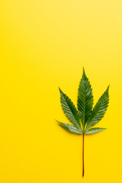 Vertical image of marihuana leaf lying on white background