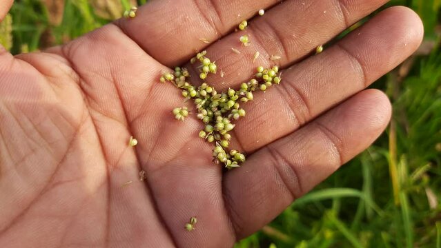 Eleusine coracana or finger millet plants. It is called Ragi and madua in India and Kodo in Nepal. It  is an annual herbaceous plant. Its widely grown as a cereal crop in the in Africa and Asia.