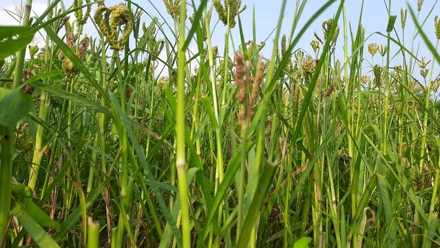 Eleusine coracana or finger millet plants. It is called Ragi and madua in India and Kodo in Nepal. It  is an annual herbaceous plant. Its widely grown as a cereal crop in the in Africa and Asia.
