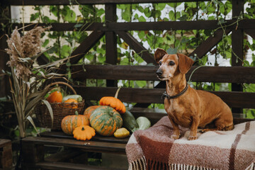a dachshund sits on a bench next to a crop of pumpkins and zucchini