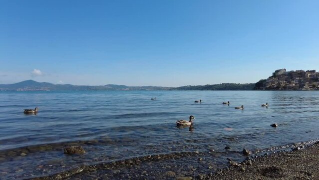 Pan right with tracking view of group mallards at Bracciano lake with beautiful ancient skyline of medieval village of Anguillara Sabazia in Rome province